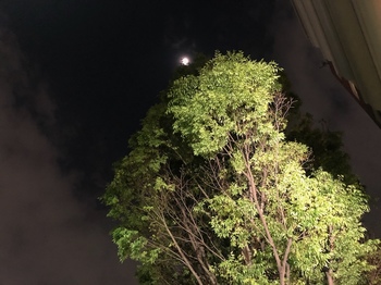 2024Apr17-Moon&Tree - 1.jpeg