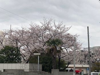 2024Apr6-Sakura5 - 1.jpeg