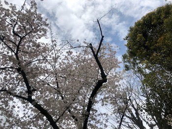 2024Apr8-Sakura2 - 1.jpeg